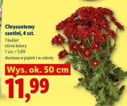 Lidl Chryzantemy Santini, 4 szt oferta