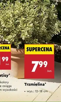 Biedronka Trzmielina oferta