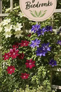 Biedronka Roślina Clematisy, różne kolory oferta