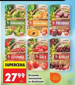 Biedronka Drzewa owocowe w doniczce, różne rodzaje oferta