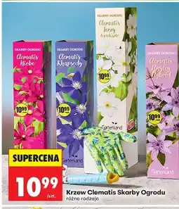 Biedronka Krzew Clematis, różne rodzaje oferta