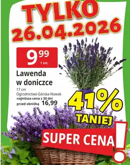 E.Leclerc Lawenda w doniczce Ogrodnictwo Górska-Nowak oferta
