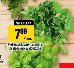 Polomarket Bazylia w doniczce oferta