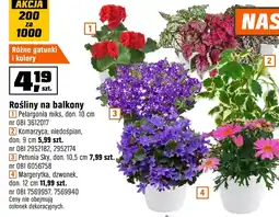 OBI Roślina doniczkowa oferta