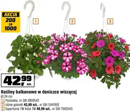 OBI Roślina balkonowa oferta