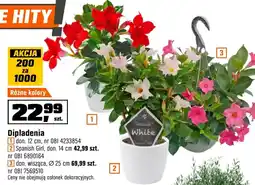 OBI Roślina doniczkowa E oferta