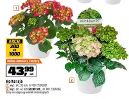 OBI Roślina doniczkowa Ok oferta