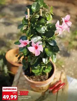 Kaufland Dipladenia oferta