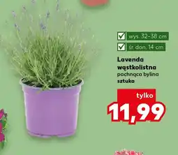 Kaufland Lawenda LaVenda oferta