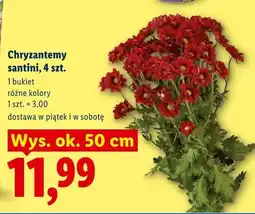 Lidl Chryzantemy santini 4szt. bukiet oferta
