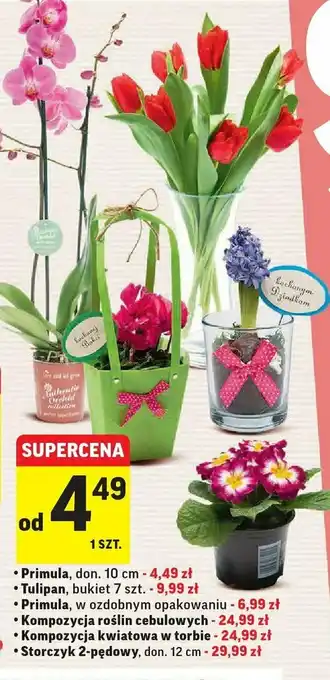 Intermarche Primula w ozdobnym opakowaniu 1 SZT oferta