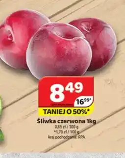 Delfin Sliwka czerwona oferta