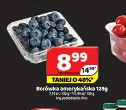 Delfin Borówka amerykańska oferta