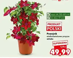 Kaufland Powojnik wielkokwiatowe pnącze polski oferta
