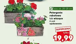Kaufland Pelargonia wisząca 6-pak oferta