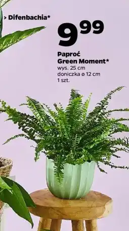Netto Paproć Green Moment oferta