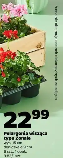 Netto Pelargonia wisząca typu Zonale oferta
