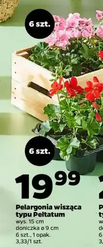 Netto Pelargonia wisząca Peltatum oferta