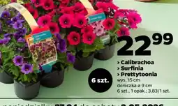 Netto Calibrachoa, Surfinia, Prettytoonia oferta