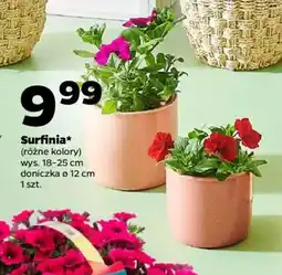 Netto Surfinia oferta
