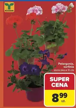 Carrefour Pelargonia surfinia doniczka ø11cm Tomaszewski oferta