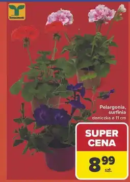 Carrefour Grill różne rodzaje oferta