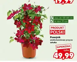 Kaufland Powojnik Ok oferta