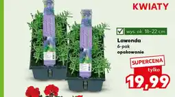 Kaufland Lawenda Ok oferta