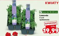 Kaufland Lawenda 6-pak oferta