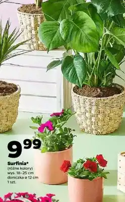 Netto Surfinia kwiat tarasowy oferta