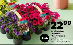 Netto Prettytoonia kwiat tarasowy oferta