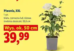 Lidl Piwonia XXL biała oferta