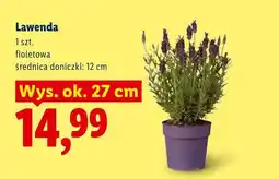 Lidl Lawenda fioletowa oferta