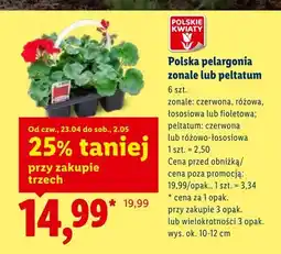 Lidl Polska pelargonia peltatum różowo-łososiowa oferta