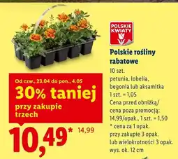 Lidl Polskie rośliny rabatowe aksamitka oferta