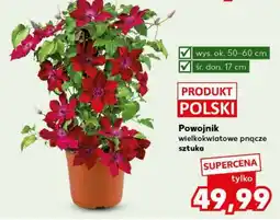 Kaufland Powojnik wielkokwiatowe pnącze sztuka oferta