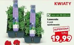 Kaufland Lawenda 6-pak opakowanie oferta
