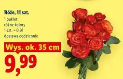 Lidl Róże oferta