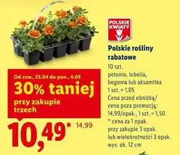 Lidl Polskie rośliny rabatowe oferta