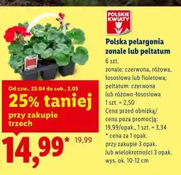 Lidl Polska pelargonia zonale lub peltatum oferta