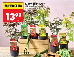 Biedronka Klony palmowe średnica doniczki 10,5cm oferta