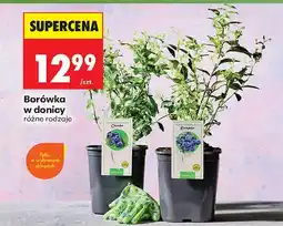 Biedronka Borówka w donicy oferta