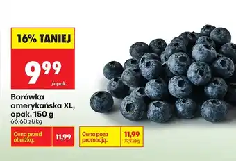 Biedronka Borówka amerykańska XL oferta