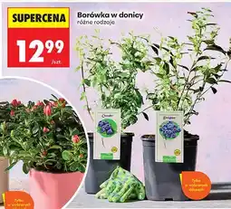 Biedronka Borówka w donicy oferta