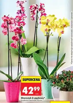 Biedronka Storczyk 2-pędowy średnica doniczki 12cm oferta