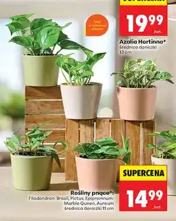 Biedronka Roślina pnąca Epipremnum Aureum średnica doniczki 11cm oferta