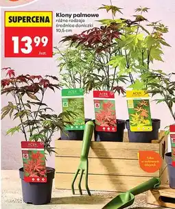 Biedronka Klon palmowy Acer średnica doniczki 10,5cm oferta
