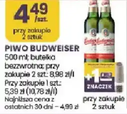 Stokrotka Market Piwo budweiser oferta
