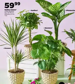 Netto Rośliny zielone* (różne odmiany) wys. 70-100 cm, doniczka ø 21 cm, 1 szt oferta