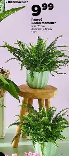 Netto Paproć Green Moment* wys. 25 cm, doniczka ø 12 cm, 1 szt oferta